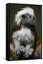 Cotton-Top Tamarin (Sanginus Oedipus Oedipus)-Scott T. Smith-Framed Stretched Canvas