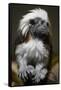 Cotton-Top Tamarin (Sanginus Oedipus Oedipus)-Scott T. Smith-Framed Stretched Canvas