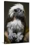 Cotton-Top Tamarin (Sanginus Oedipus Oedipus)-Scott T. Smith-Stretched Canvas