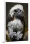 Cotton-Top Tamarin (Sanginus Oedipus Oedipus)-Scott T. Smith-Framed Photographic Print