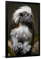 Cotton-Top Tamarin (Sanginus Oedipus Oedipus)-Scott T. Smith-Framed Photographic Print