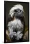 Cotton-Top Tamarin (Sanginus Oedipus Oedipus)-Scott T. Smith-Framed Photographic Print