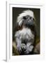 Cotton-Top Tamarin (Sanginus Oedipus Oedipus)-Scott T. Smith-Framed Photographic Print