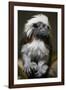 Cotton-Top Tamarin (Sanginus Oedipus Oedipus)-Scott T. Smith-Framed Photographic Print