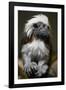 Cotton-Top Tamarin (Sanginus Oedipus Oedipus)-Scott T. Smith-Framed Photographic Print