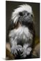 Cotton-Top Tamarin (Sanginus Oedipus Oedipus)-Scott T. Smith-Mounted Photographic Print