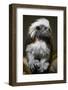 Cotton-Top Tamarin (Sanginus Oedipus Oedipus)-Scott T. Smith-Framed Photographic Print