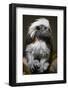 Cotton-Top Tamarin (Sanginus Oedipus Oedipus)-Scott T. Smith-Framed Photographic Print