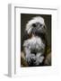 Cotton-Top Tamarin (Sanginus Oedipus Oedipus)-Scott T. Smith-Framed Photographic Print