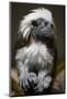 Cotton-Top Tamarin (Sanginus Oedipus Oedipus)-Scott T. Smith-Mounted Photographic Print