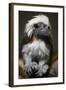 Cotton-Top Tamarin (Sanginus Oedipus Oedipus)-Scott T. Smith-Framed Photographic Print