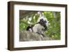 Cotton-top tamarin with two week old baby, Colombia-Suzi Eszterhas-Framed Photographic Print