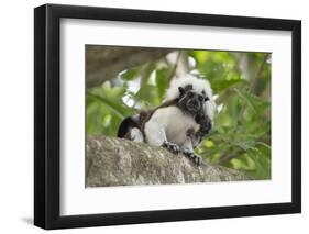 Cotton-top tamarin with two week old baby, Colombia-Suzi Eszterhas-Framed Photographic Print