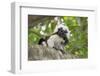 Cotton-top tamarin with two week old baby, Colombia-Suzi Eszterhas-Framed Photographic Print