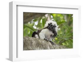 Cotton-top tamarin with two week old baby, Colombia-Suzi Eszterhas-Framed Photographic Print