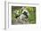 Cotton-top tamarin with two week old baby, Colombia-Suzi Eszterhas-Framed Photographic Print