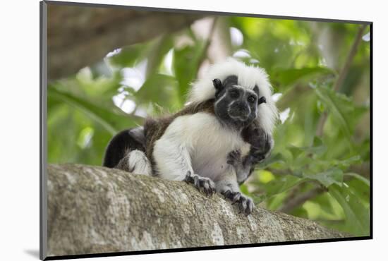 Cotton-top tamarin with two week old baby, Colombia-Suzi Eszterhas-Mounted Photographic Print