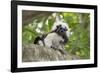 Cotton-top tamarin with two week old baby, Colombia-Suzi Eszterhas-Framed Photographic Print