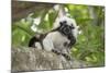 Cotton-top tamarin with two week old baby, Colombia-Suzi Eszterhas-Mounted Photographic Print