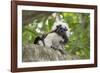 Cotton-top tamarin with two week old baby, Colombia-Suzi Eszterhas-Framed Photographic Print