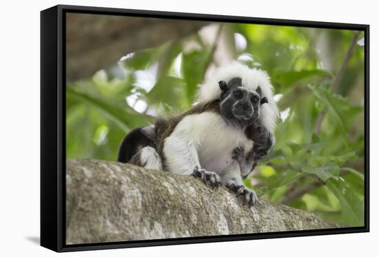 Cotton-top tamarin with two week old baby, Colombia-Suzi Eszterhas-Framed Stretched Canvas