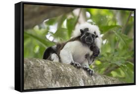 Cotton-top tamarin with two week old baby, Colombia-Suzi Eszterhas-Framed Stretched Canvas