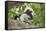 Cotton-top tamarin with two week old baby, Colombia-Suzi Eszterhas-Framed Stretched Canvas