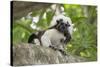 Cotton-top tamarin with two week old baby, Colombia-Suzi Eszterhas-Stretched Canvas