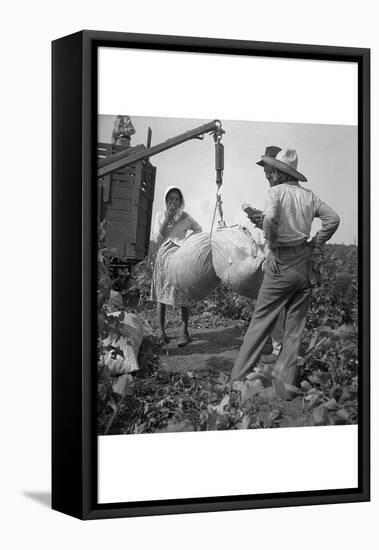 Cotton Weighing-Dorothea Lange-Framed Stretched Canvas