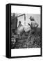 Cotton Weighing-Dorothea Lange-Framed Stretched Canvas