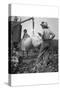 Cotton Weighing-Dorothea Lange-Stretched Canvas