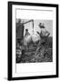 Cotton Weighing-Dorothea Lange-Framed Art Print