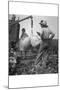 Cotton Weighing-Dorothea Lange-Mounted Art Print