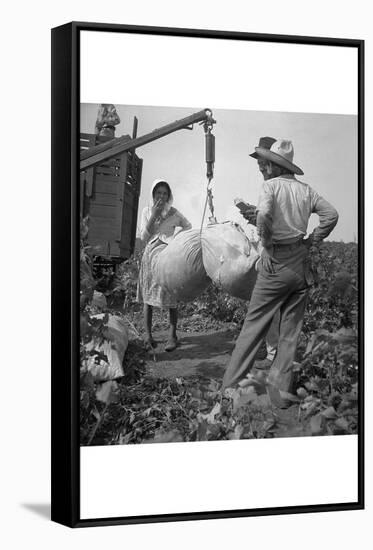 Cotton Weighing-Dorothea Lange-Framed Stretched Canvas