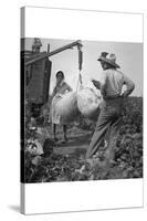Cotton Weighing-Dorothea Lange-Stretched Canvas