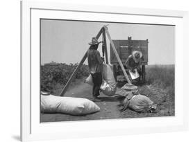 Cotton Weighing-Dorothea Lange-Framed Art Print