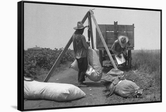 Cotton Weighing-Dorothea Lange-Framed Stretched Canvas