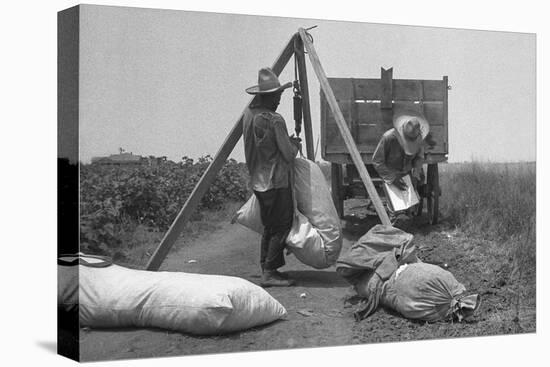 Cotton Weighing-Dorothea Lange-Stretched Canvas