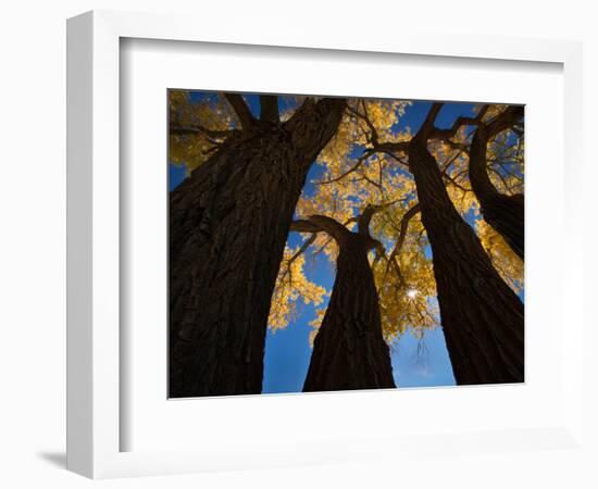 Cotton Woods-Shenshen Dou-Framed Photographic Print