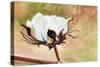 Cotton-Jennifer Redstreake Geary-Stretched Canvas