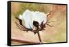 Cotton-Jennifer Redstreake Geary-Framed Stretched Canvas