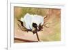 Cotton-Jennifer Redstreake Geary-Framed Premium Giclee Print