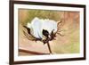 Cotton-Jennifer Redstreake Geary-Framed Premium Giclee Print