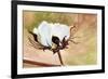 Cotton-Jennifer Redstreake Geary-Framed Premium Giclee Print