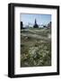 Cottongrass and a church in the background-Natalie Tepper-Framed Photo