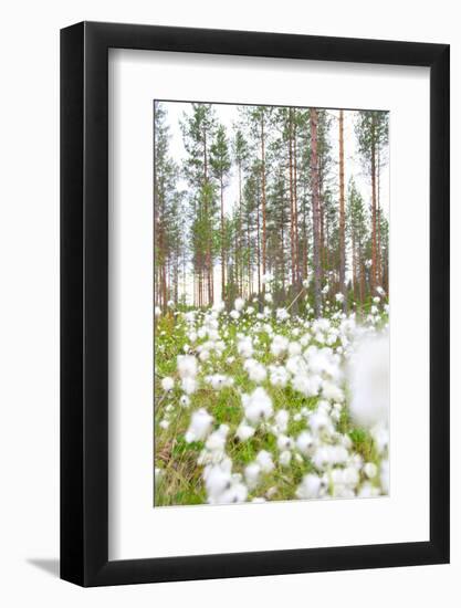 Cottongrass in Forest-lubastock-Framed Photographic Print