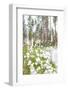 Cottongrass in Forest-lubastock-Framed Photographic Print