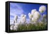 Cottongrass Sp, a Very Typical Plant in Marshes-Andrey Zvoznikov-Framed Stretched Canvas