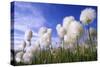 Cottongrass Sp, a Very Typical Plant in Marshes-Andrey Zvoznikov-Stretched Canvas