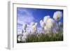 Cottongrass Sp, a Very Typical Plant in Marshes-Andrey Zvoznikov-Framed Photographic Print